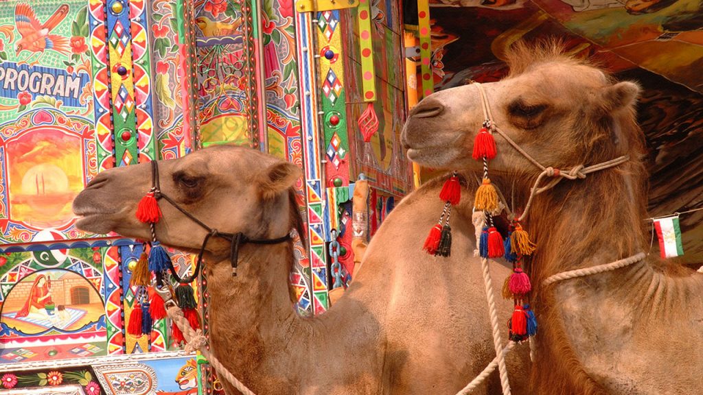 Silk road festival camel